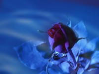 /album/photo-gallery-ljubov-i-romantika/love-and-romance-wallpapers-057-jpg/